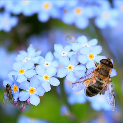 Insektenschutz