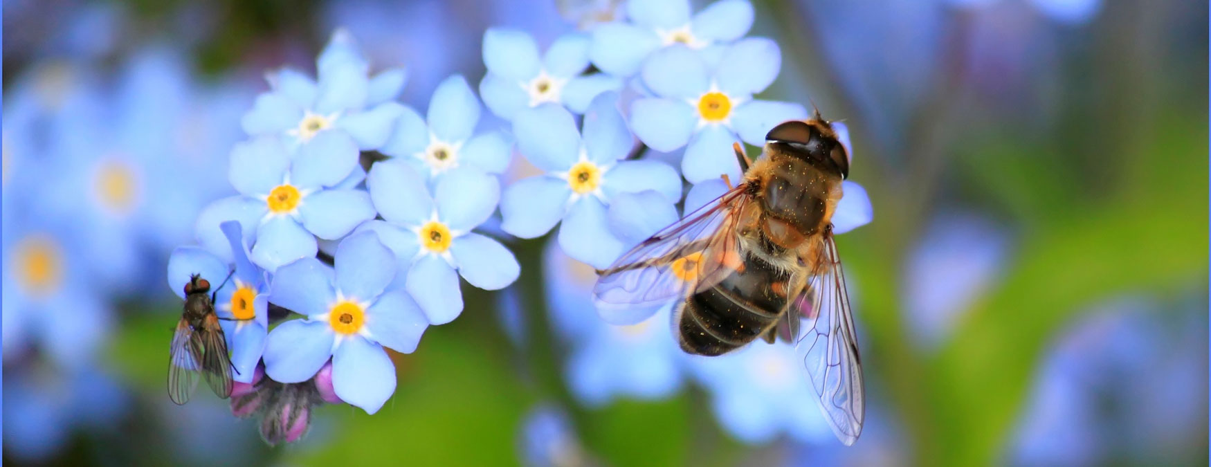 Insektenschutz